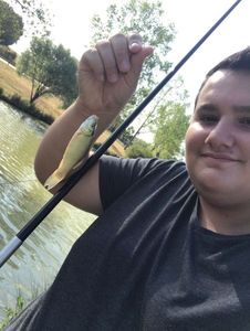 Tench