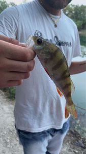 European Perch