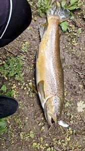Brown Trout