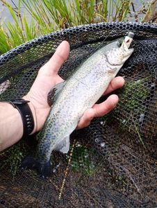 Rainbow Trout