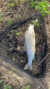 Brown Trout