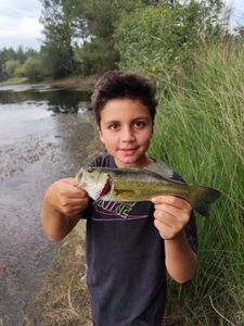Largemouth Bass