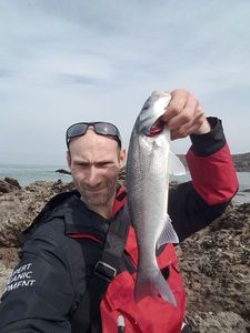 European Bass (Seabass)
