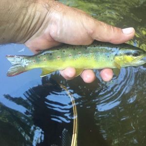 Brown Trout