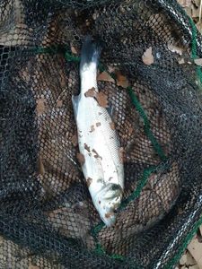European Bass (Seabass)