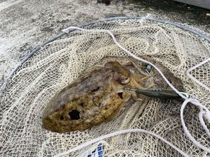 Common Cuttlefish