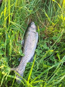 Rainbow Trout