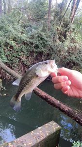 Largemouth Bass