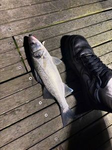 European Bass (Seabass)
