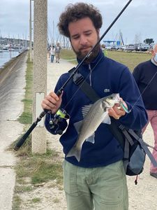 European Bass (Seabass)
