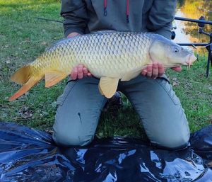 Common Carp