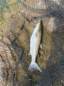 Thinlip grey mullet