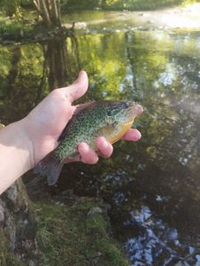 Green Sunfish