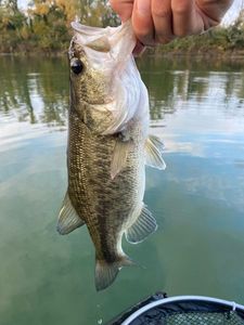 Largemouth Bass