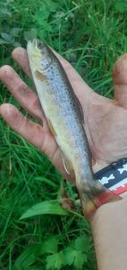 Brown Trout