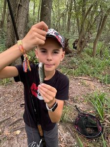 Rainbow Trout