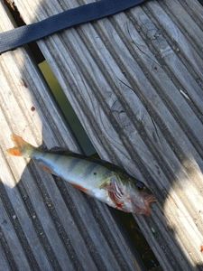 European Perch