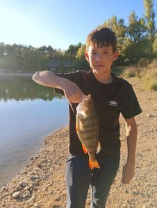 European Perch