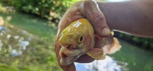 Golden Trout