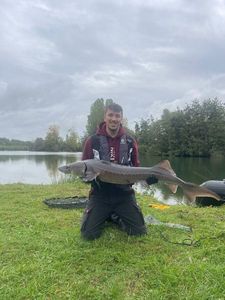 Sturgeon
