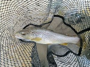 Brown Trout
