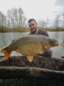 Common Carp