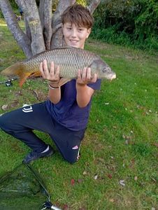 Common Carp
