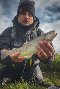 Rainbow Trout