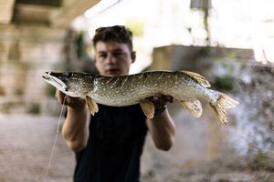 Northern Pike