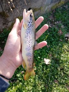 Brown Trout