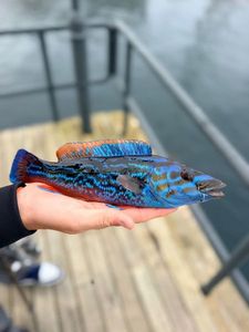 Cuckoo Wrasse