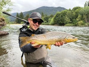 Brown Trout