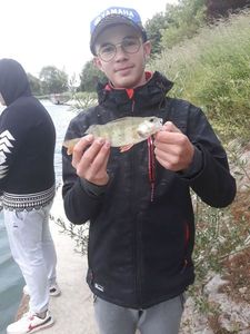 European Perch