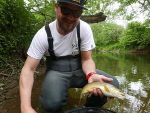 Brown Trout