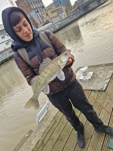 Zander