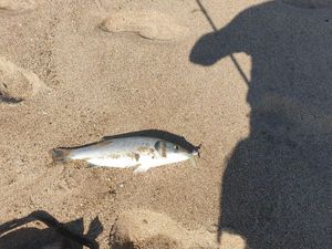 European Bass (Seabass)