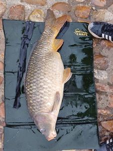 Common Carp