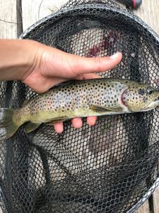 Brown Trout