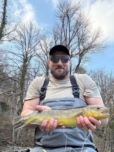 Brown Trout