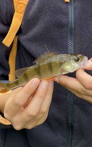 European Perch