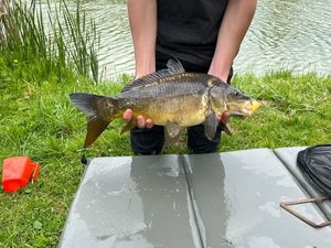 Mirror Carp