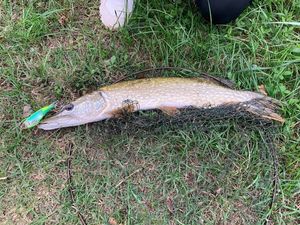 Chain Pickerel