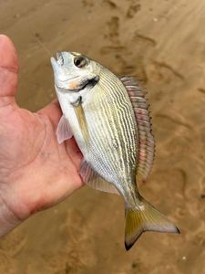 Gilthead Seabream