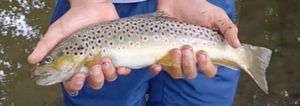 Brown Trout