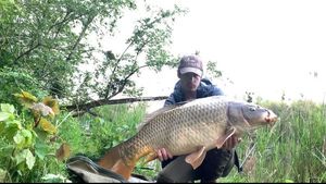 Common Carp