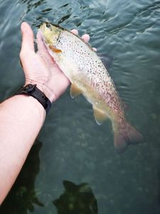 Brown Trout