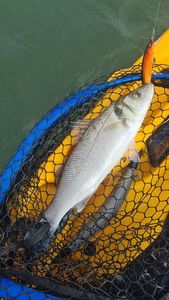 European Bass (Seabass)