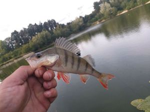 European Perch