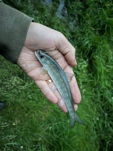 Atlantic Salmon (Juvenile)