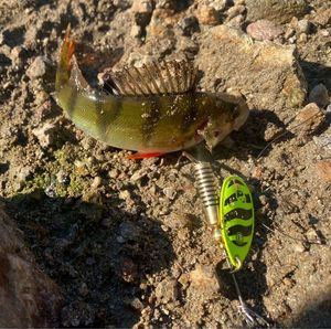 European Perch